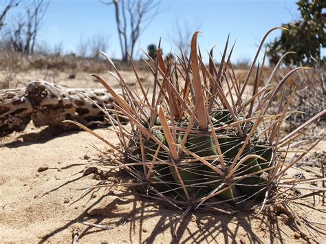 Ferocactus santa maria from Comondú Municipality BCS Mexico on April