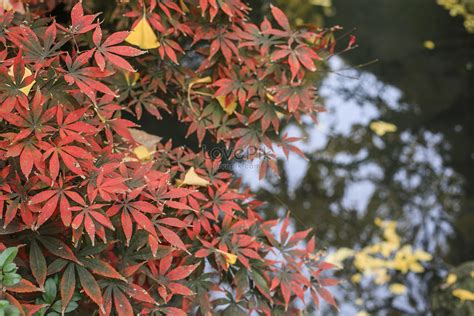 Red Maple Leaf Picture And HD Photos | Free Download On Lovepik