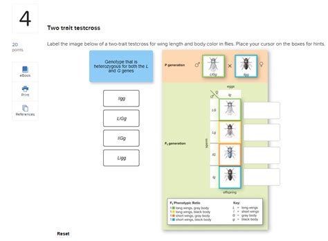 Solved Two Trait Testcross Label The Image Below Of A Chegg