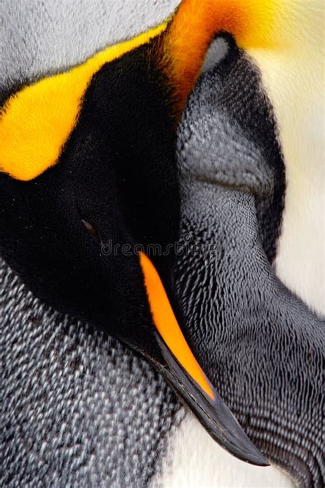 King Penguin, Aptenodytes Patagonicus. Penguin Detail Cleaning of ...