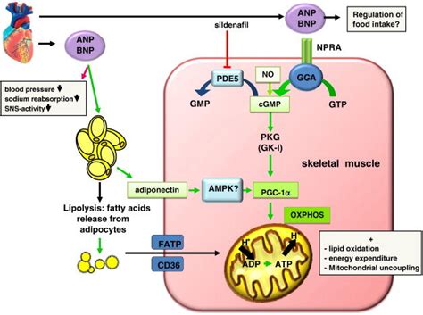 Natriuretic Peptide Induced Effects In Skeletal Muscle Anp And Bnp