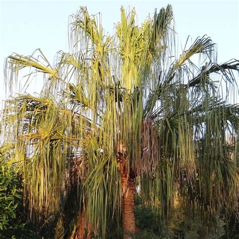 Ribbon Palm Verdego