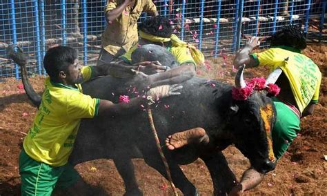 One killed, 30 injured in Jallikattu at TN's Alanganallur