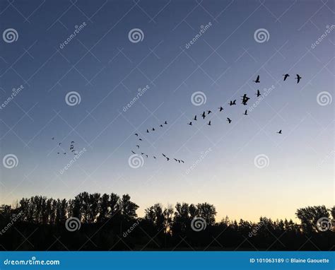 Canadian Geese Heading South At Sunrise Stock Image Image Of Meadow