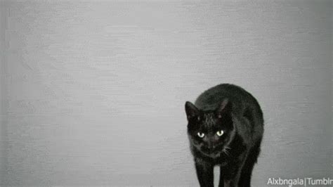 Cat Running GIF - Find & Share on GIPHY