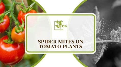 Spider Mites on Tomato Plants: Causes and How To Fix It - Evergreen Seeds