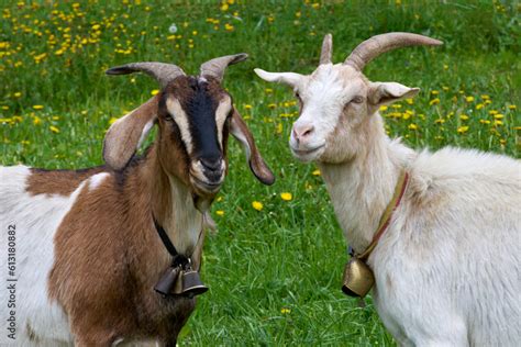 Zwei gehörnte Ziegen mit Glocken in Nahaufnahme auf einer grünen Wiese