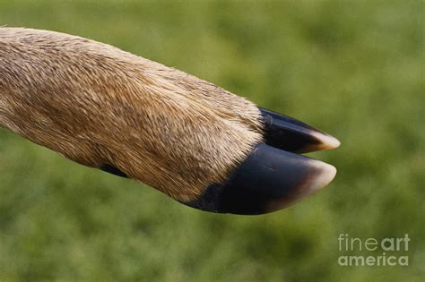 Deer Hoof Photograph By Harry Rogers