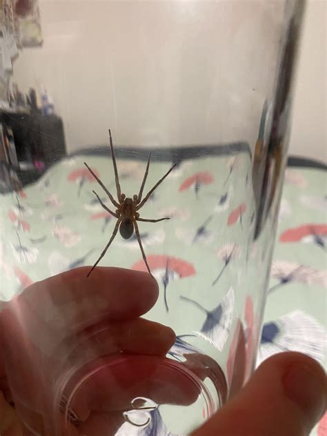 Found This On My Bedroom Ceiling In Oakland California Is This A Brown Recluse Third Ive