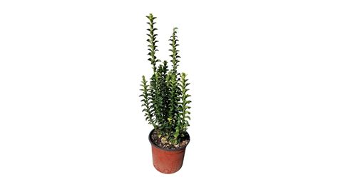 Euonymus Japonicus Green Spire Oszlopos Kecskerágó Lomblevelű
