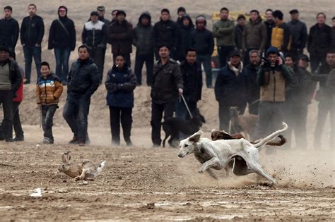 关中民俗 细狗撵兔生死极速