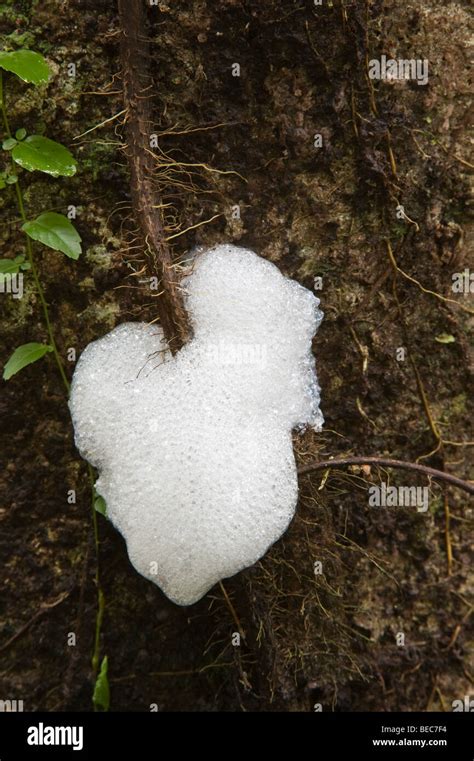 Parque Nacional Yasuni Selva Amazónica Ecuador Sudamérica Fotografía de