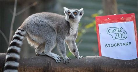 Watch Chester Zoo Keepers Launch Annual Animal Stocktake North Wales