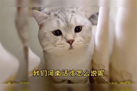 盘点那些会说话的猫咪看一遍笑一遍 盘点系列