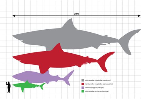 Megalodon Size: How Big Was The Megalodon Shark? - FossilEra.com