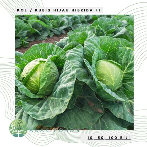 Jual Benih Bibit Biji Kubis Kobis Kol Hijau F Hibrida Clever Cabbage