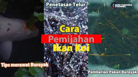 Cara Mudah Memijahkan Ikan Koi Youtube