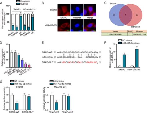 Draic Serves As Mir 432 5p Sponge In Brca Cells A Subcellular