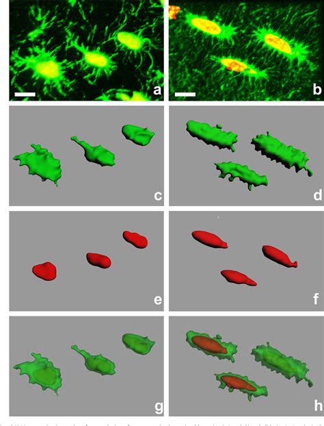 Figure From Structural Differences In The Osteocyte Network Between