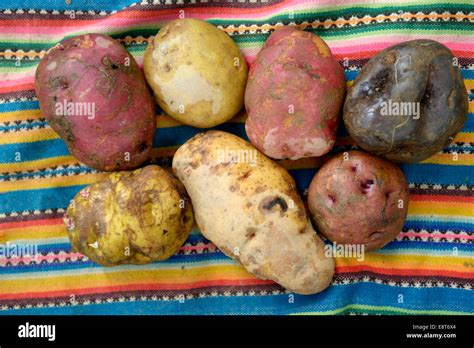 Potato varieties peru hi-res stock photography and images - Alamy