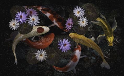 Koi Fish And Lotus Flowers And Stock Photo Image Of Garden Happy