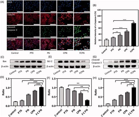 Full Article Folate Functionalized Smmc Liver Cancer Cell