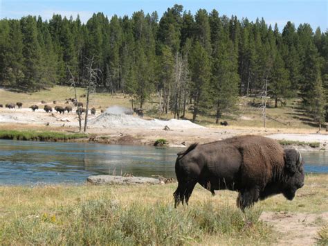 Yellowstone Bison