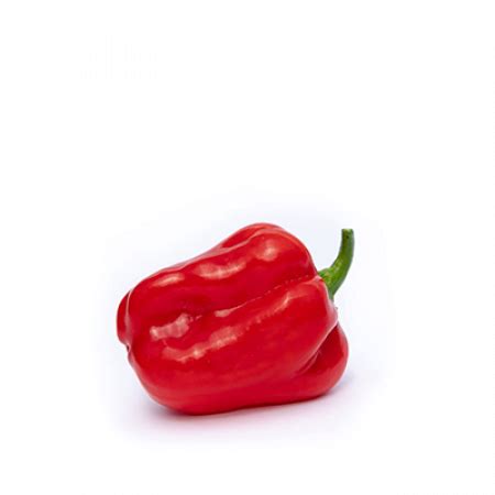 Hot Red Pepper Seed Mawenzili RZ F1 Seedforth Agro