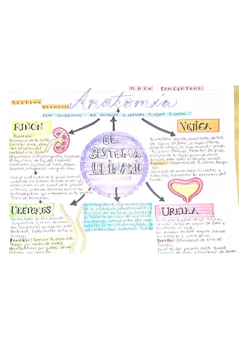 Mapa Del Sistema Urinario