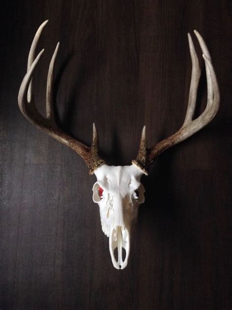 Kansas Whitetail Euro Skull Antlers Artwork Deer Skulls Antlers