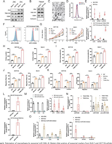 Figure From The Uridylyl Transferase Tut Mediated Accumulation Of