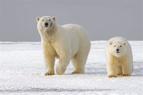 Kanada Eisbären An Der Hudson Bay Tundra Buggy Lodge