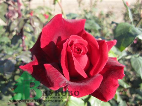 Роза "Мистер Линкольн" (Rose Mr Lincoln) - Розы чайногибридные (Каталог ...
