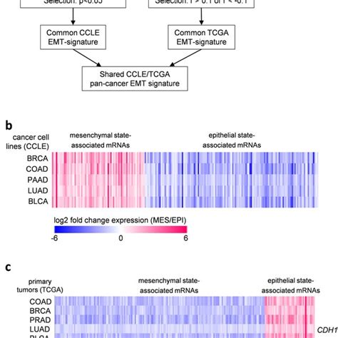 Bioinformatic Analysis Of Ccle And Tcga Datasets For Emt Associated