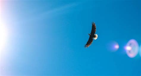 Eagle Poem Joy Harjo Words Of Wonder Mindfulness Association