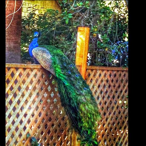 A Peacock Standing On Top Of A Wooden Fence