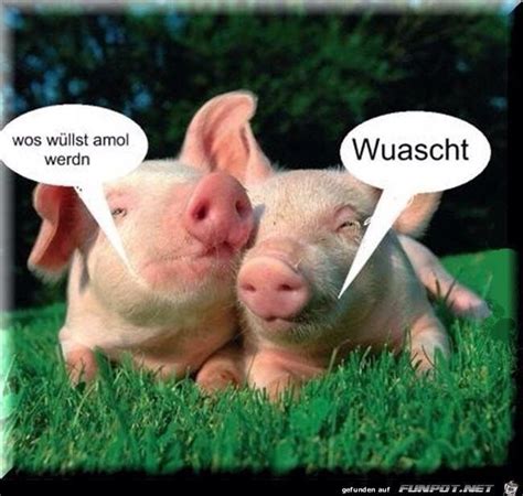 Pin Auf Lebensweisheiten Lustig Lustige Tierbilder Lustige