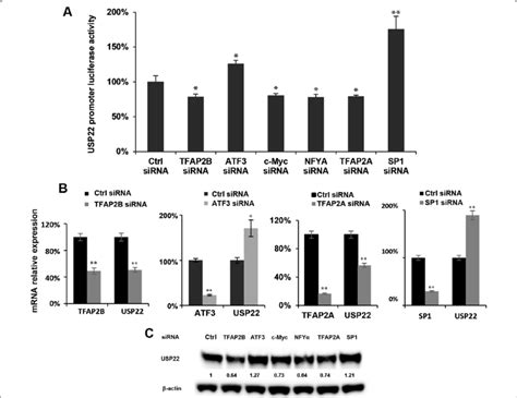 Identification Of Transcription Factors That Regulate Usp Gene