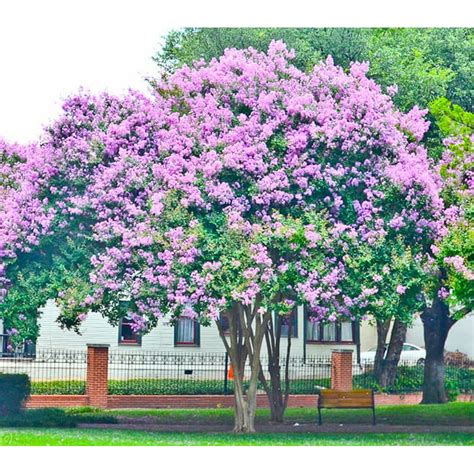 Muskogee Lavender Ornamental Flowering Crape Myrtles 4 Live Plants