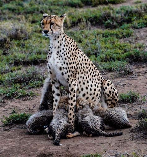 Female cheetah feeding her cubs. Image resolution [1080×1154] : AnimalPorn