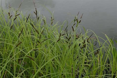 Carex Acuta Slender Tufted Sedge Marginal Pond Plants Pond Plants