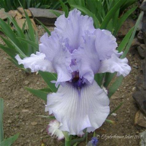 Plantfiles Pictures Tall Bearded Iris Alien Mist Iris By Coo Sasuke