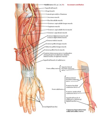 Radial Nerve In Forearm And Hand Anatomy Pediagenosis