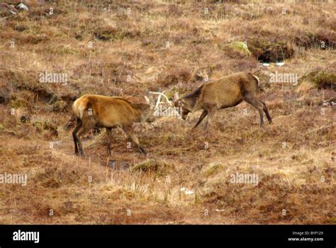 Scottish Stags Hi Res Stock Photography And Images Alamy