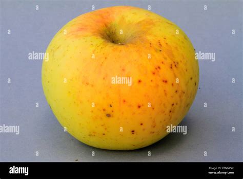 Apple Landsberger Renette Variety Stock Photo Alamy