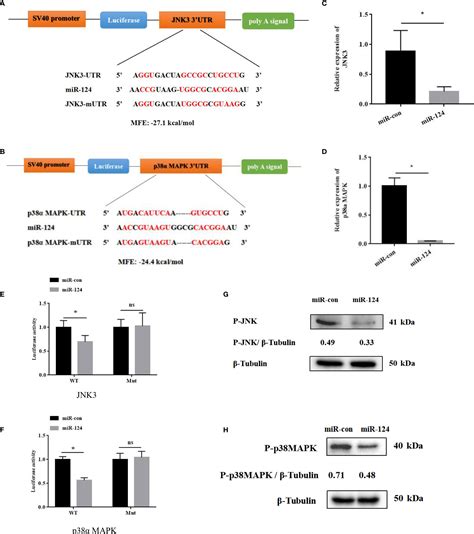 Frontiers MicroRNA 124 Promotes Singapore Grouper Iridovirus