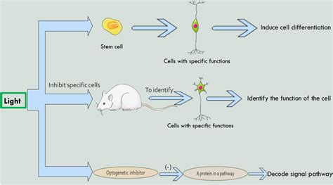 Frontiers The Roles Of Optogenetics And Technology In Neurobiology A