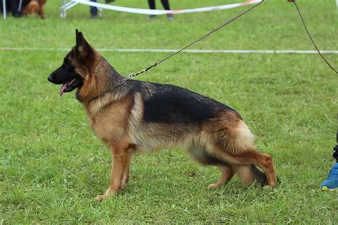 Chien Berger Allemand Ullie Des Fideles De La Chataigneraie