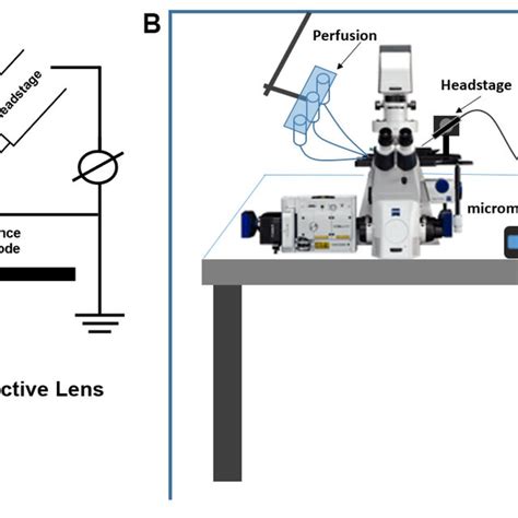 Schematic Illustration For Ciliary Patch Clamp Set Up A Schematic