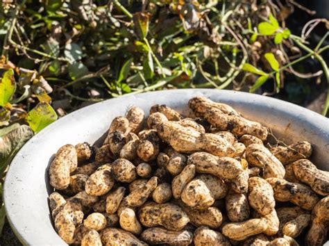 落花生の育て方。畑・プランター別の栽培方法や注意点を解説｜マイナビ農業